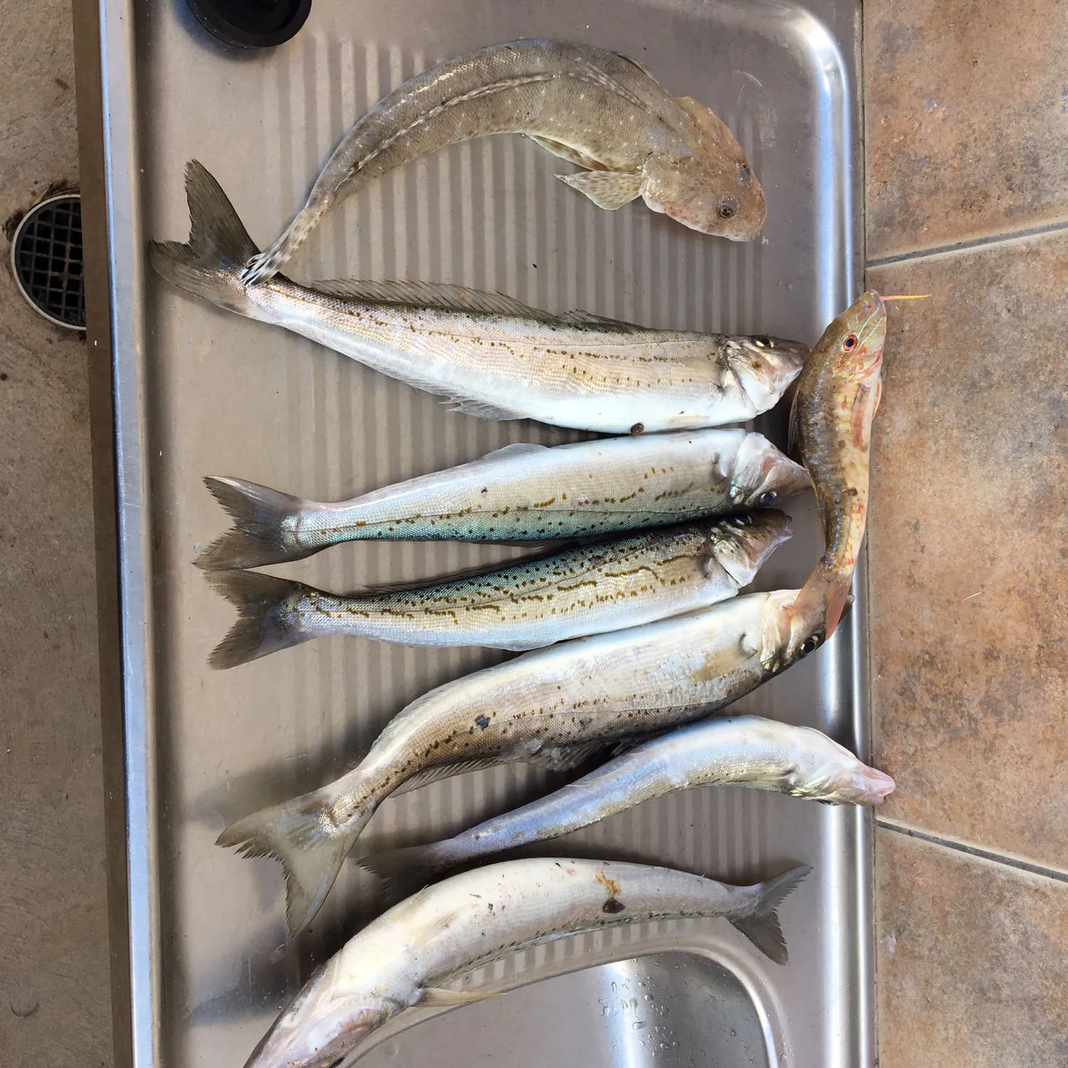 recently logged catches