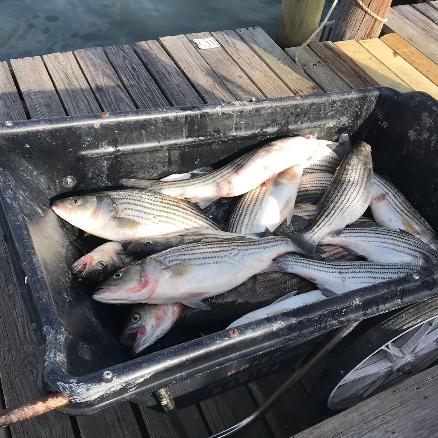 recently logged catches