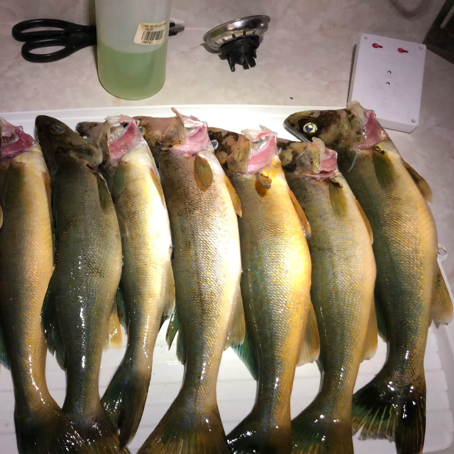 recently logged catches