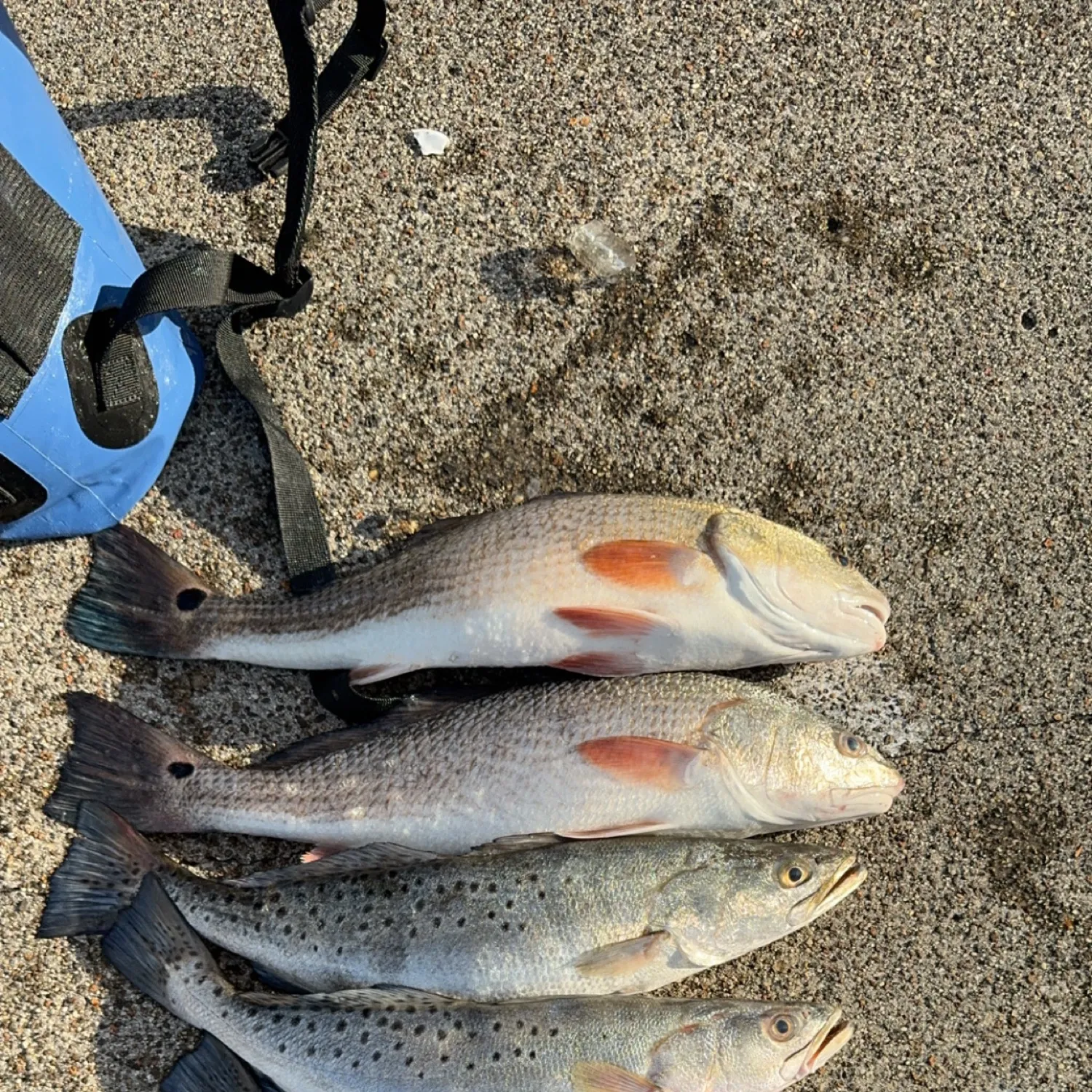 recently logged catches