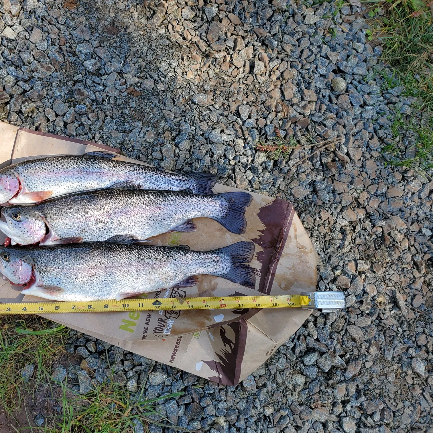 recently logged catches