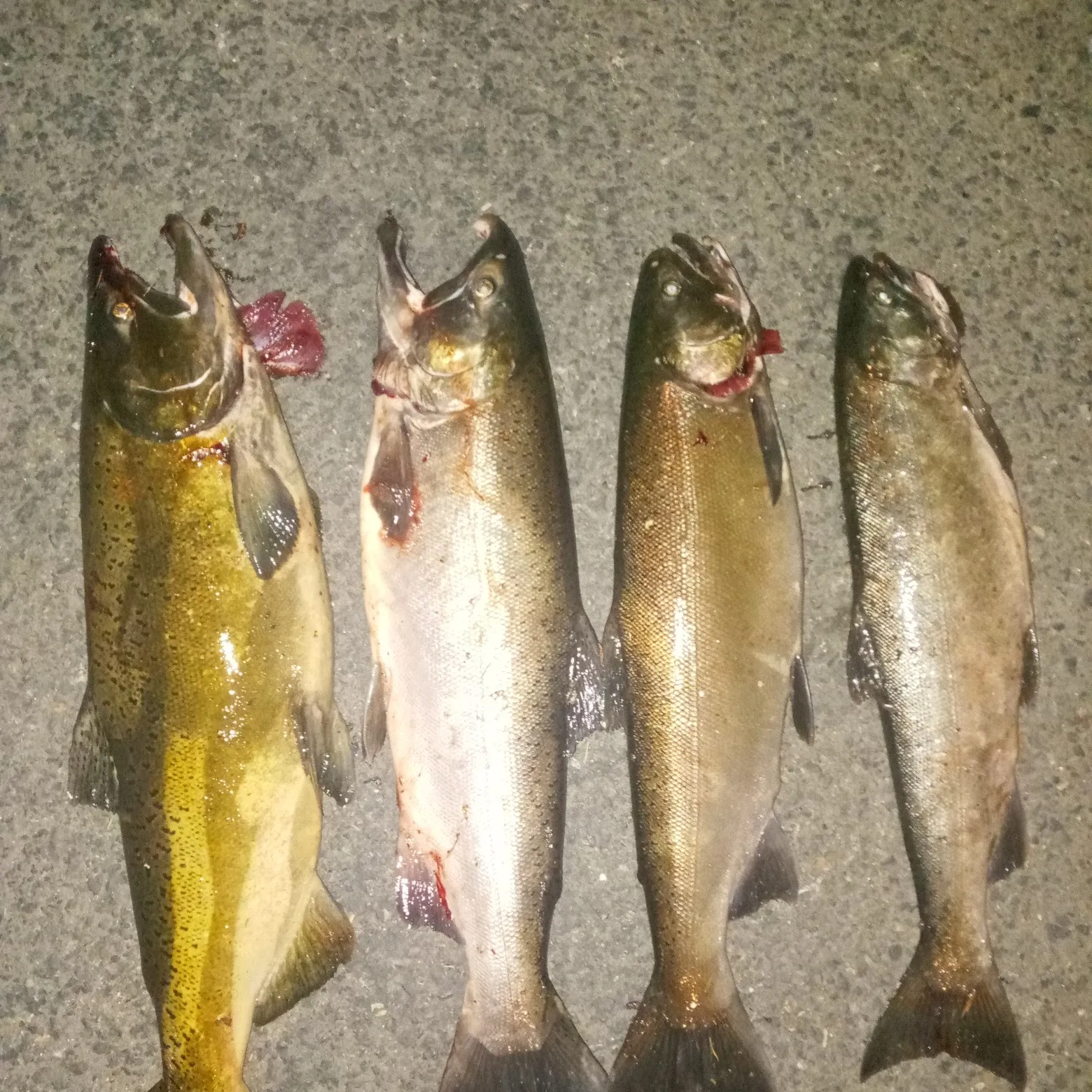 recently logged catches