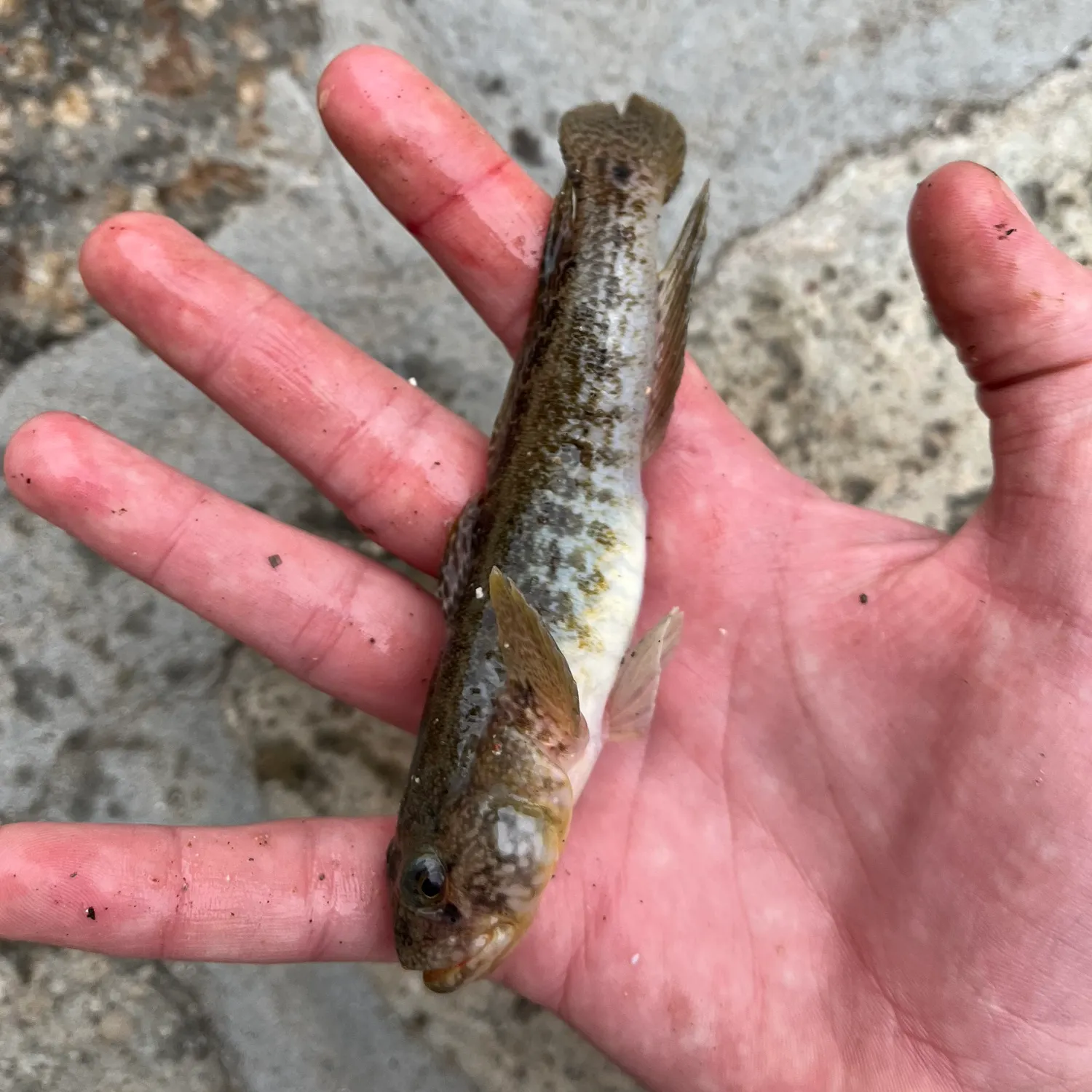 The most popular recent Giant goby catch on Fishbrain