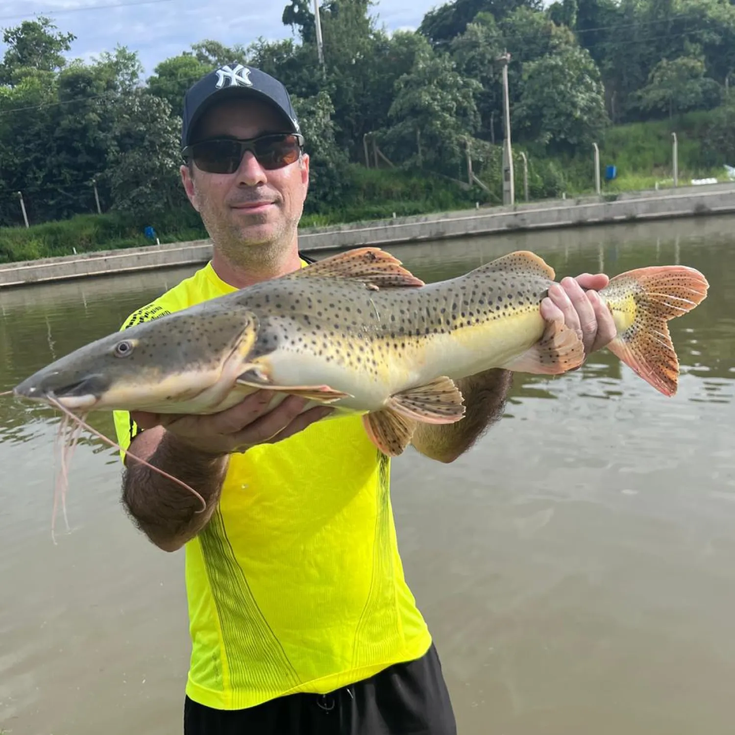 The most popular recent Redtail catfish catch on Fishbrain