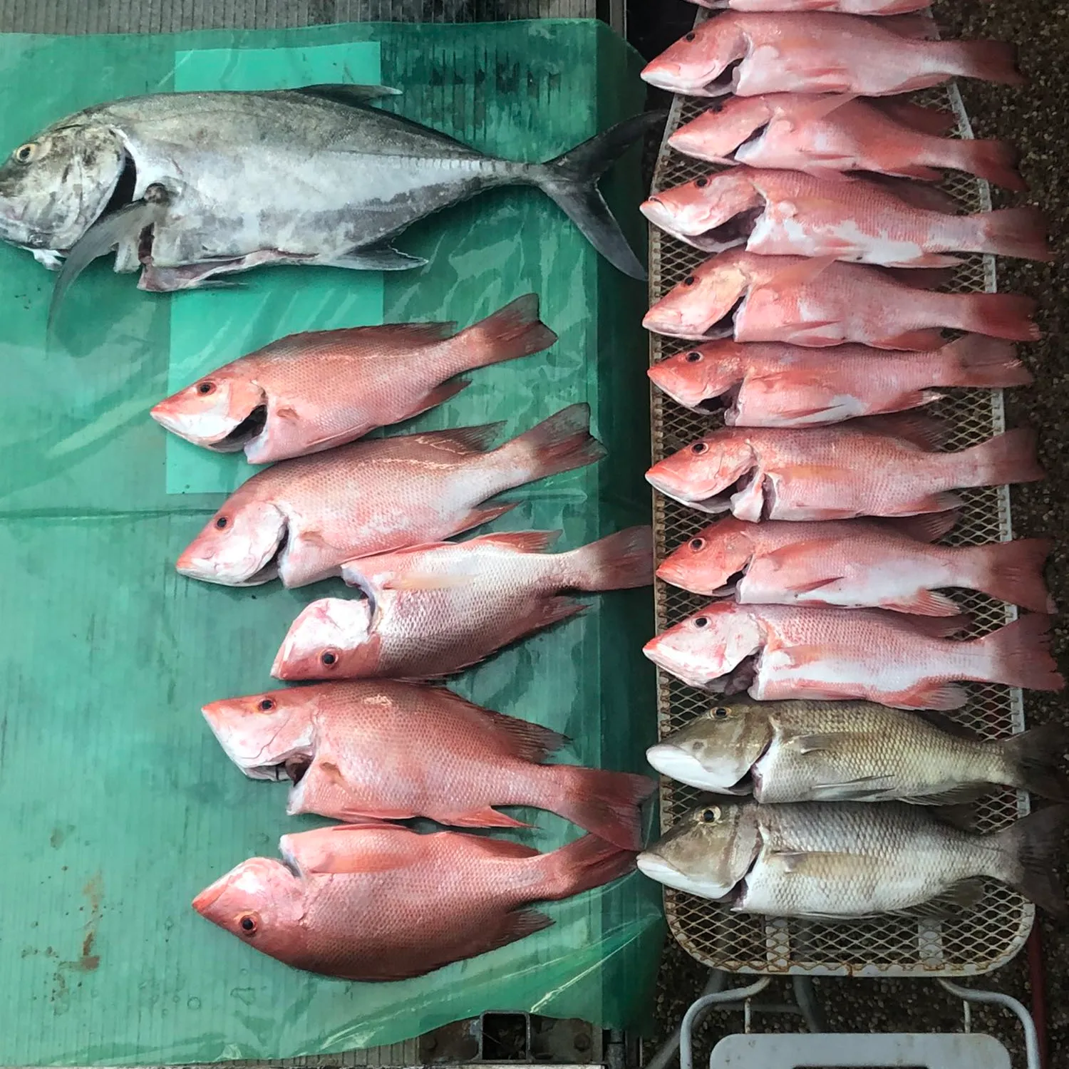 recently logged catches