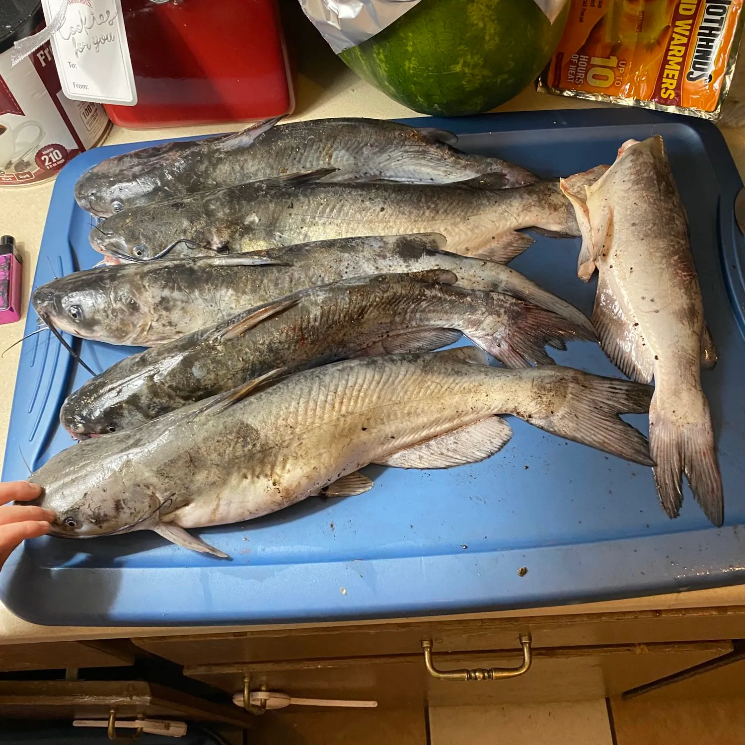 recently logged catches