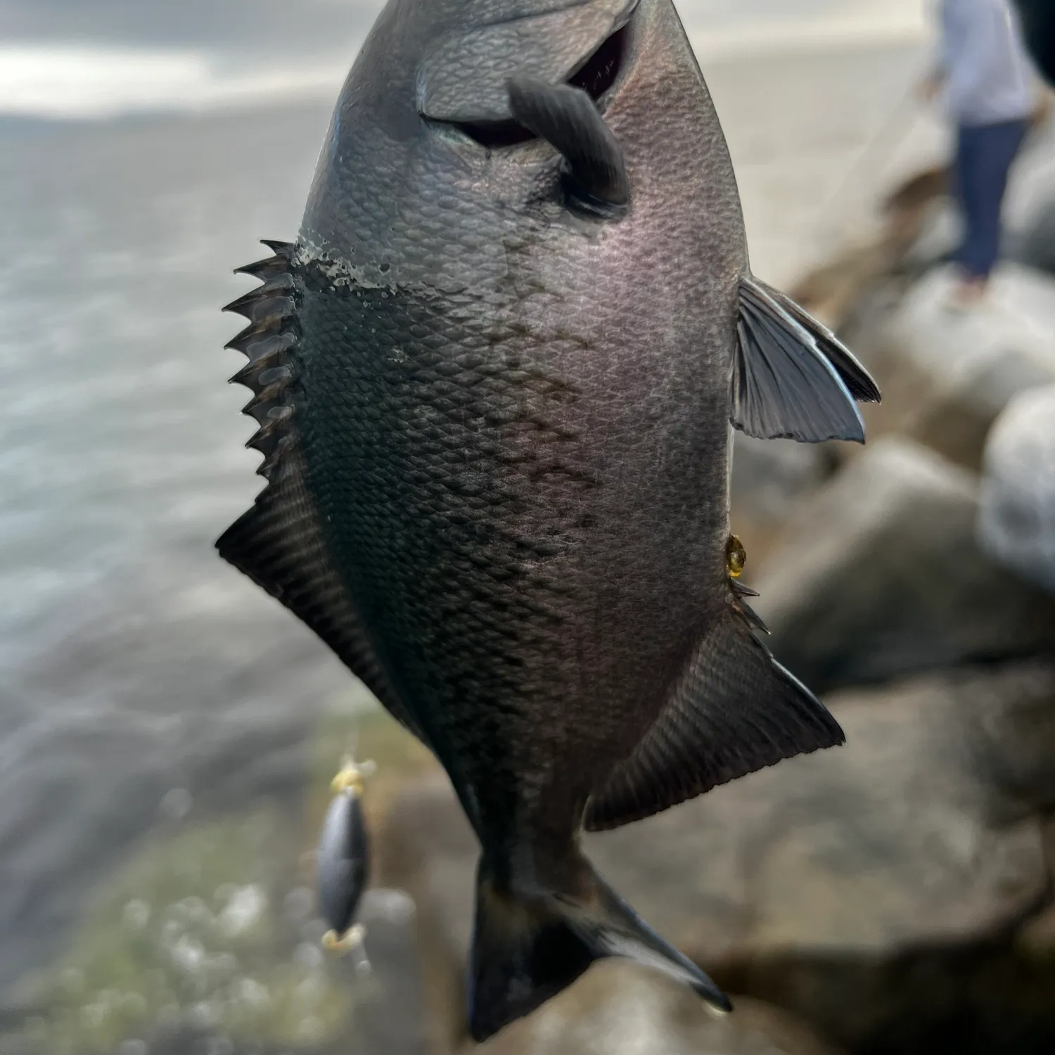 The most popular recent Halfmoon catch on Fishbrain