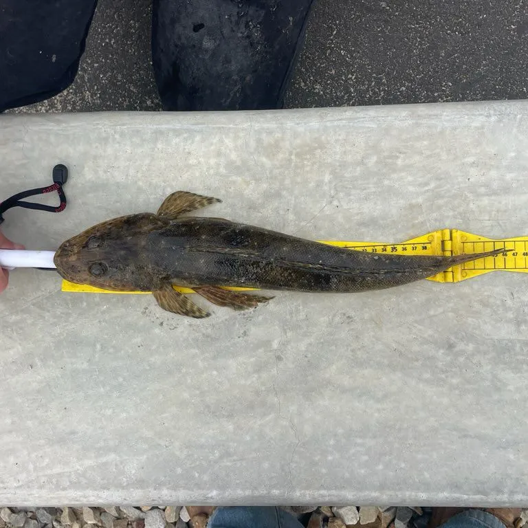 The most popular recent Rock flathead catch on Fishbrain