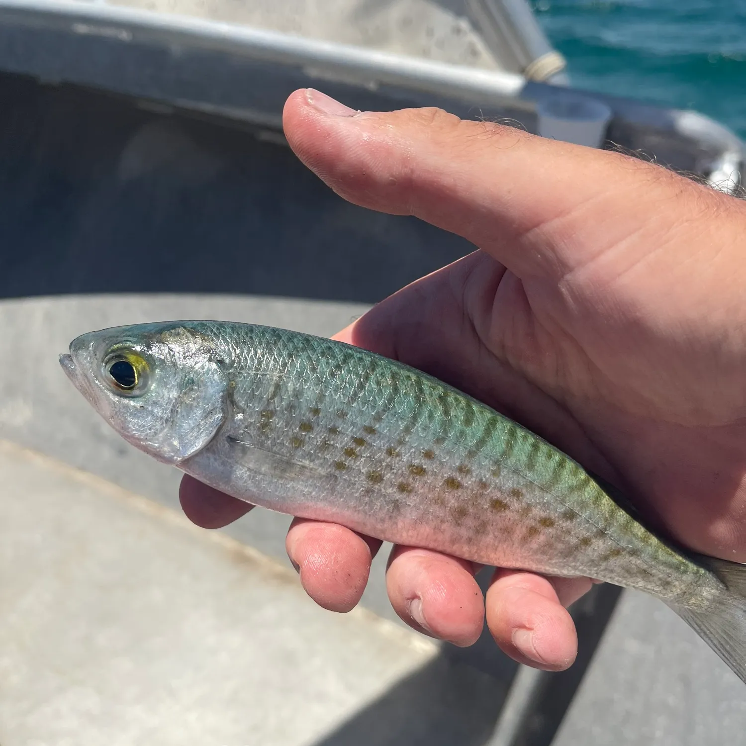 The most popular recent Perth herring catch on Fishbrain