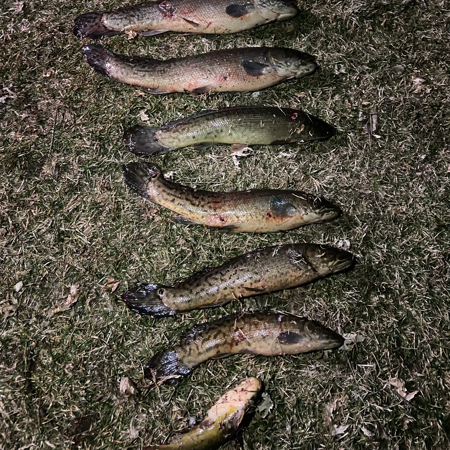 recently logged catches