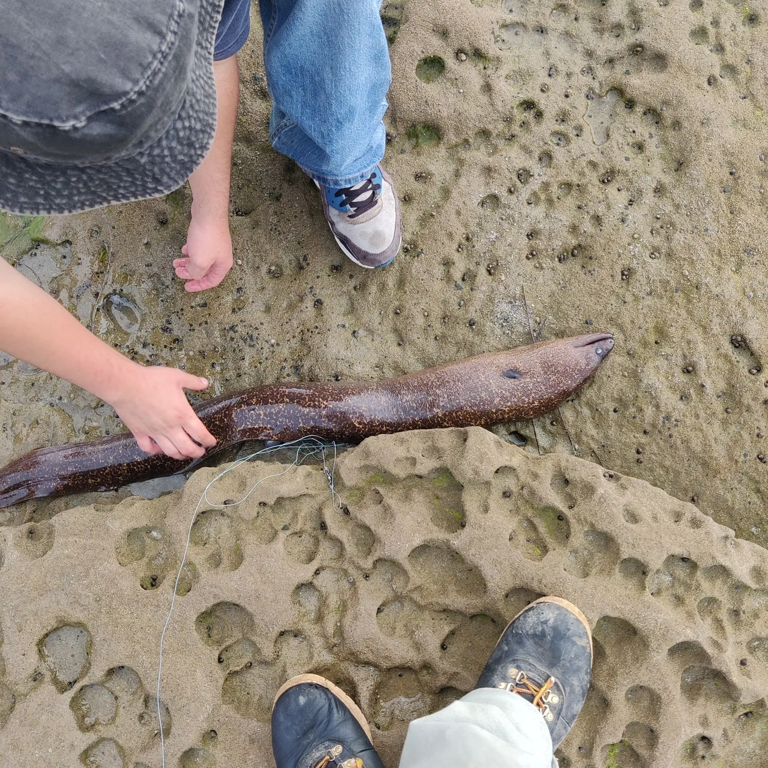 The most popular recent Brown moray catch on Fishbrain