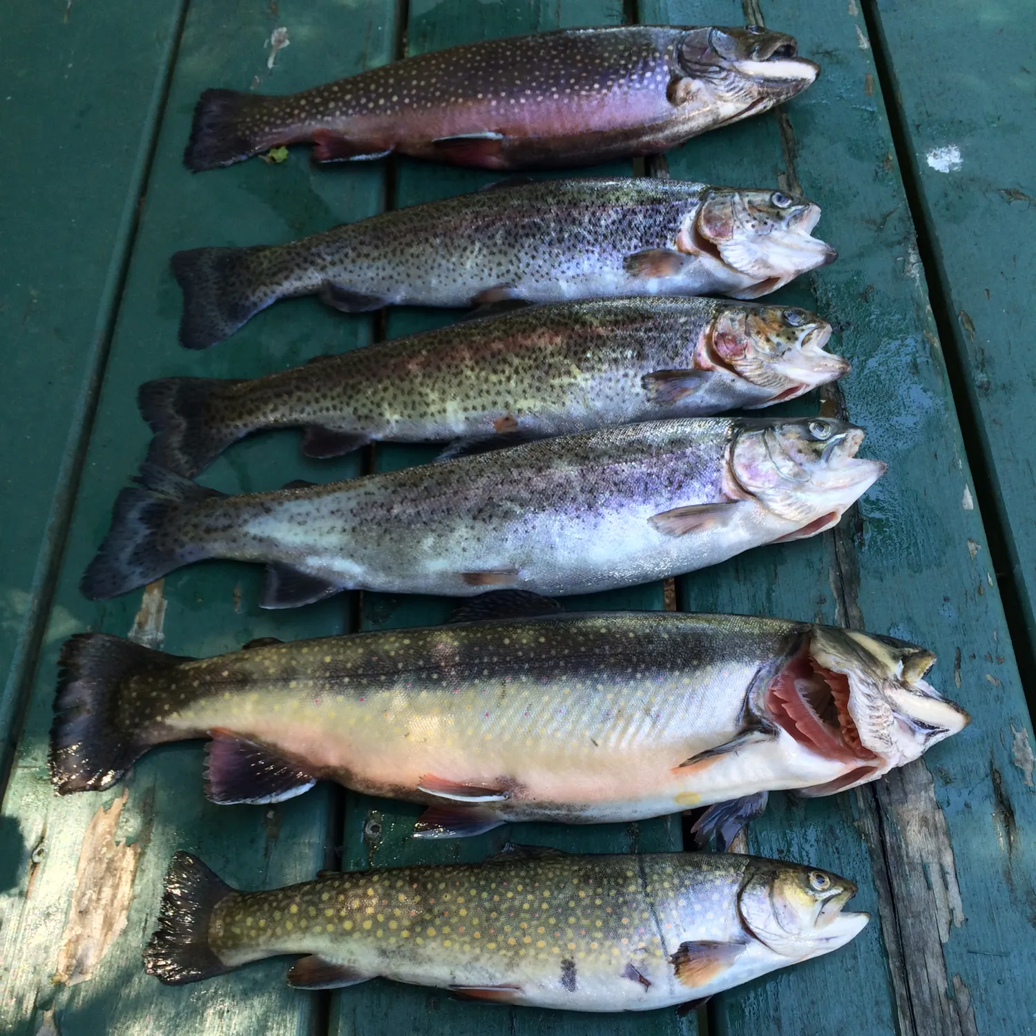 recently logged catches