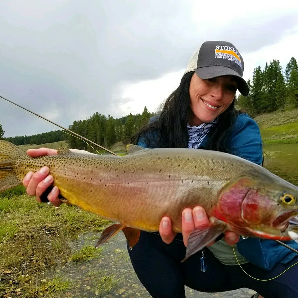 The most popular recent Cutthroat trout catch on Fishbrain