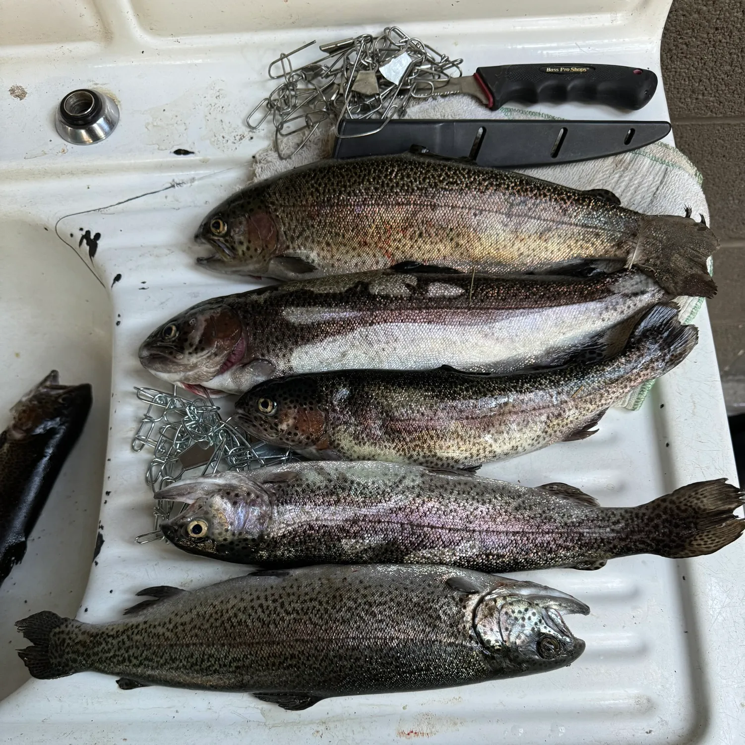 recently logged catches