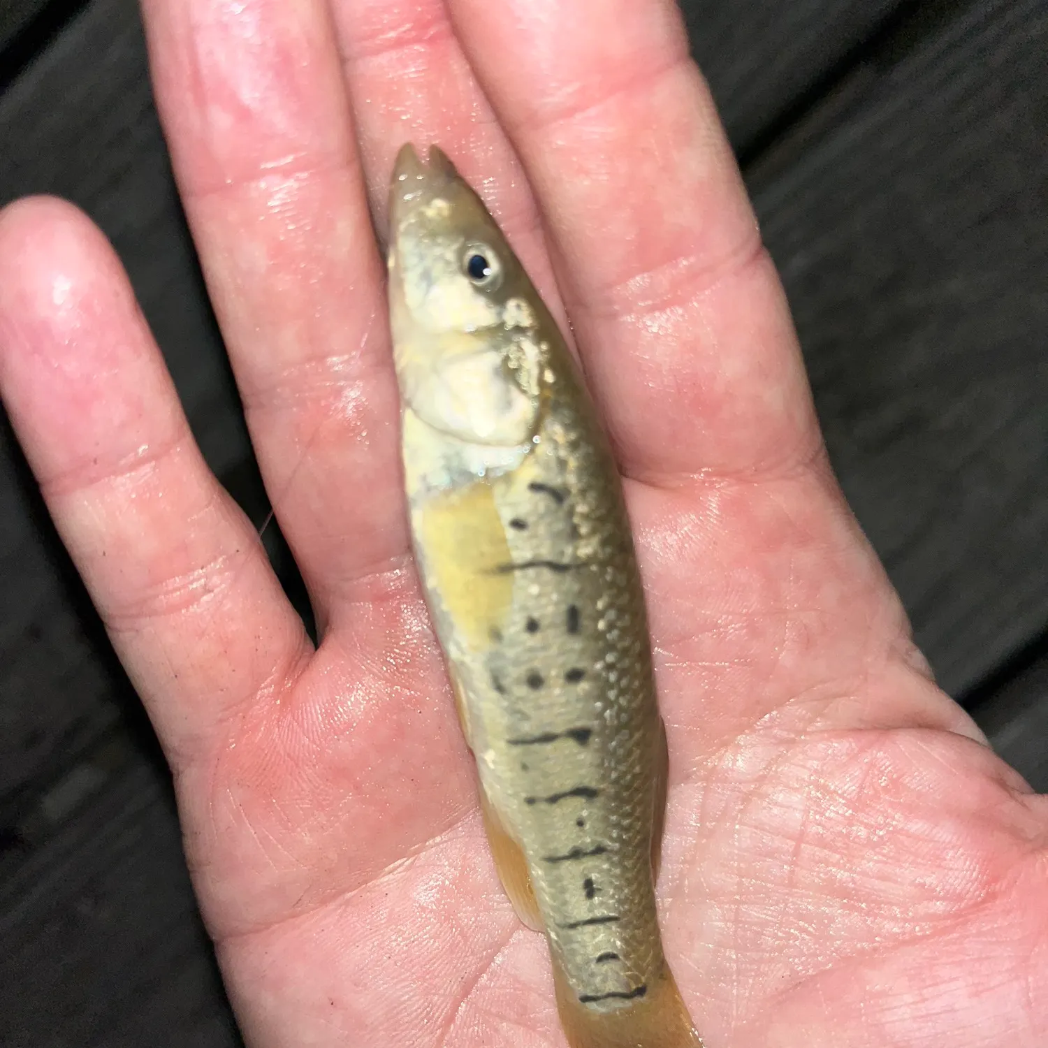 The most popular recent Striped killifish catch on Fishbrain