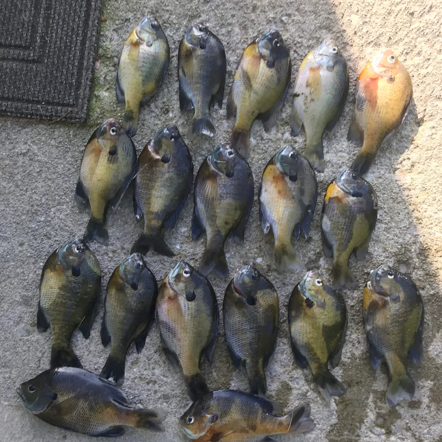 recently logged catches