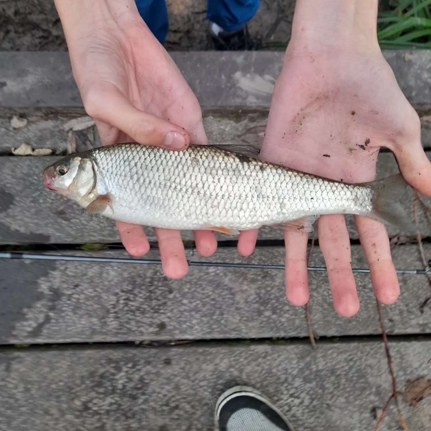 The most popular recent Common dace catch on Fishbrain