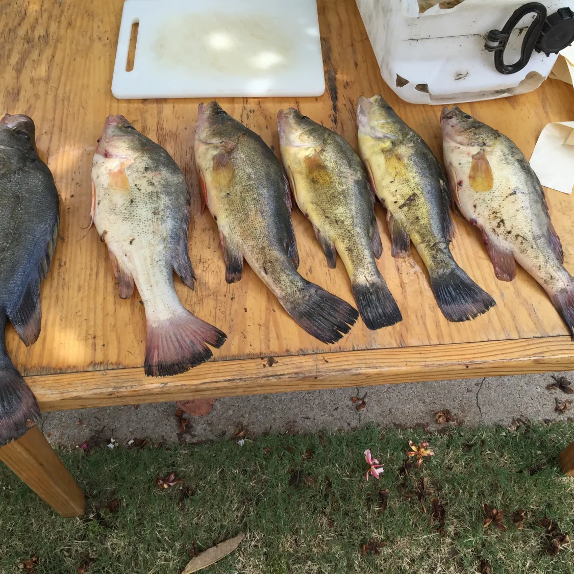 recently logged catches