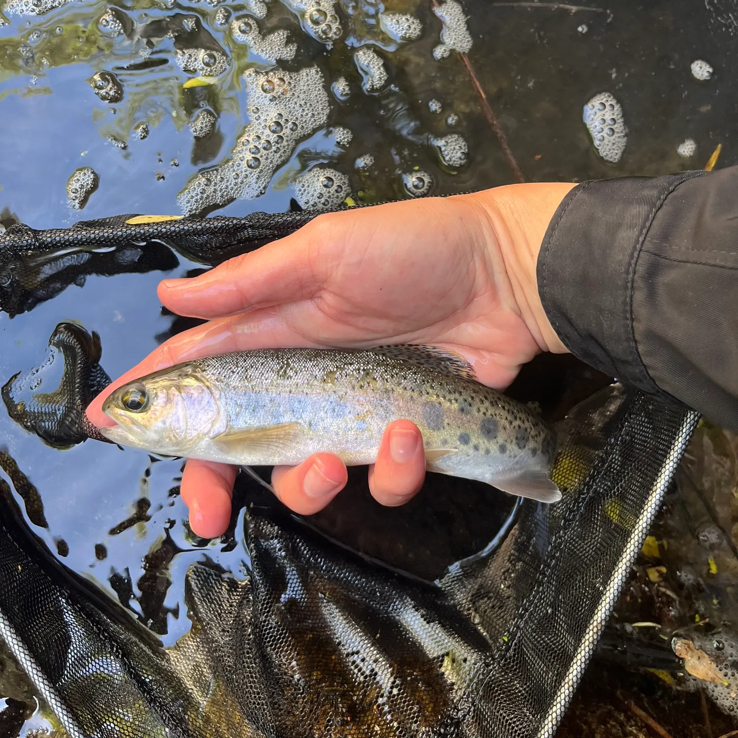 ᐅ West Fork San Gabriel River fishing reports🎣• Monrovia, CA (United ...