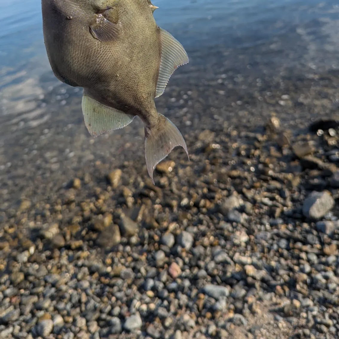 The most popular recent Finescale triggerfish catch on Fishbrain