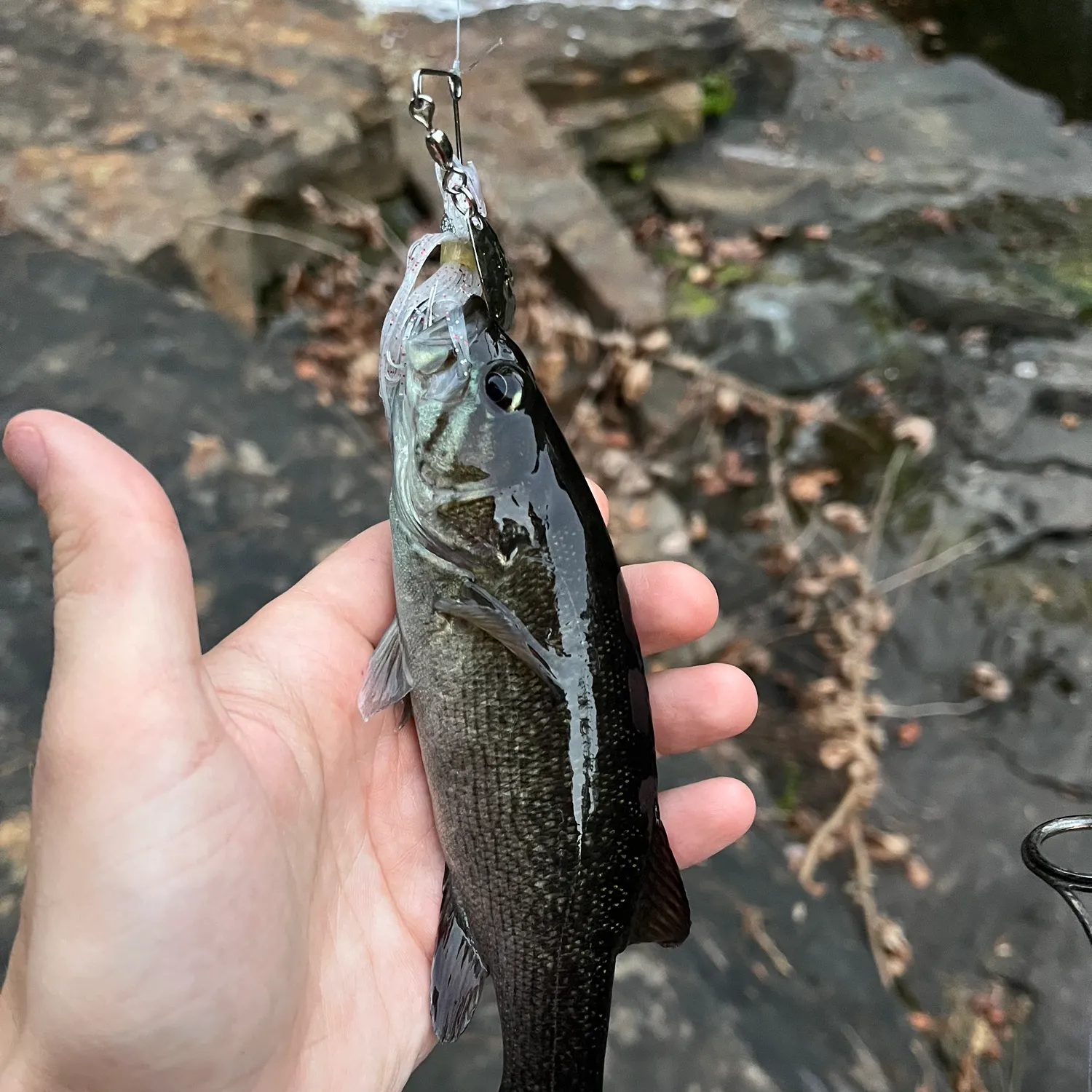 The most popular recent Cahaba Bass catch on Fishbrain