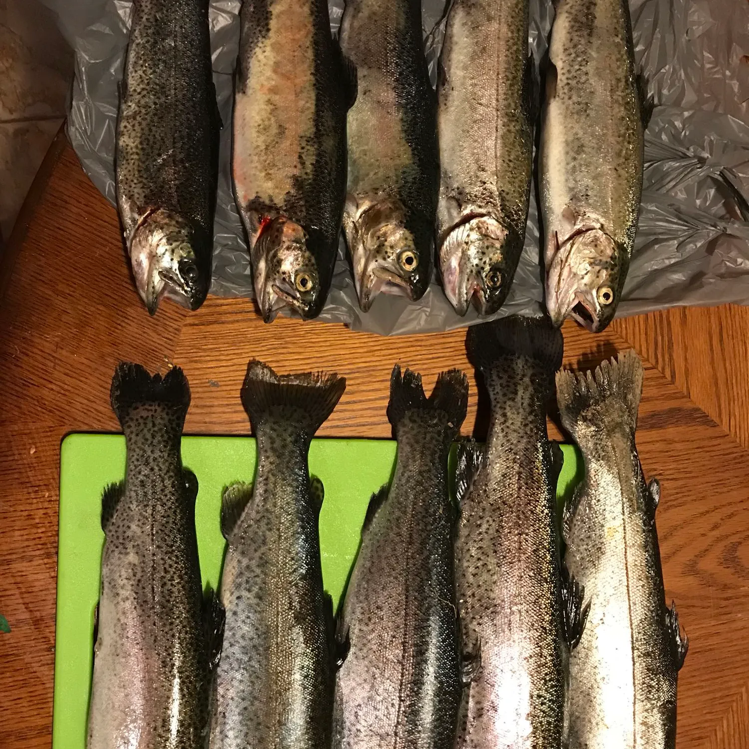 recently logged catches