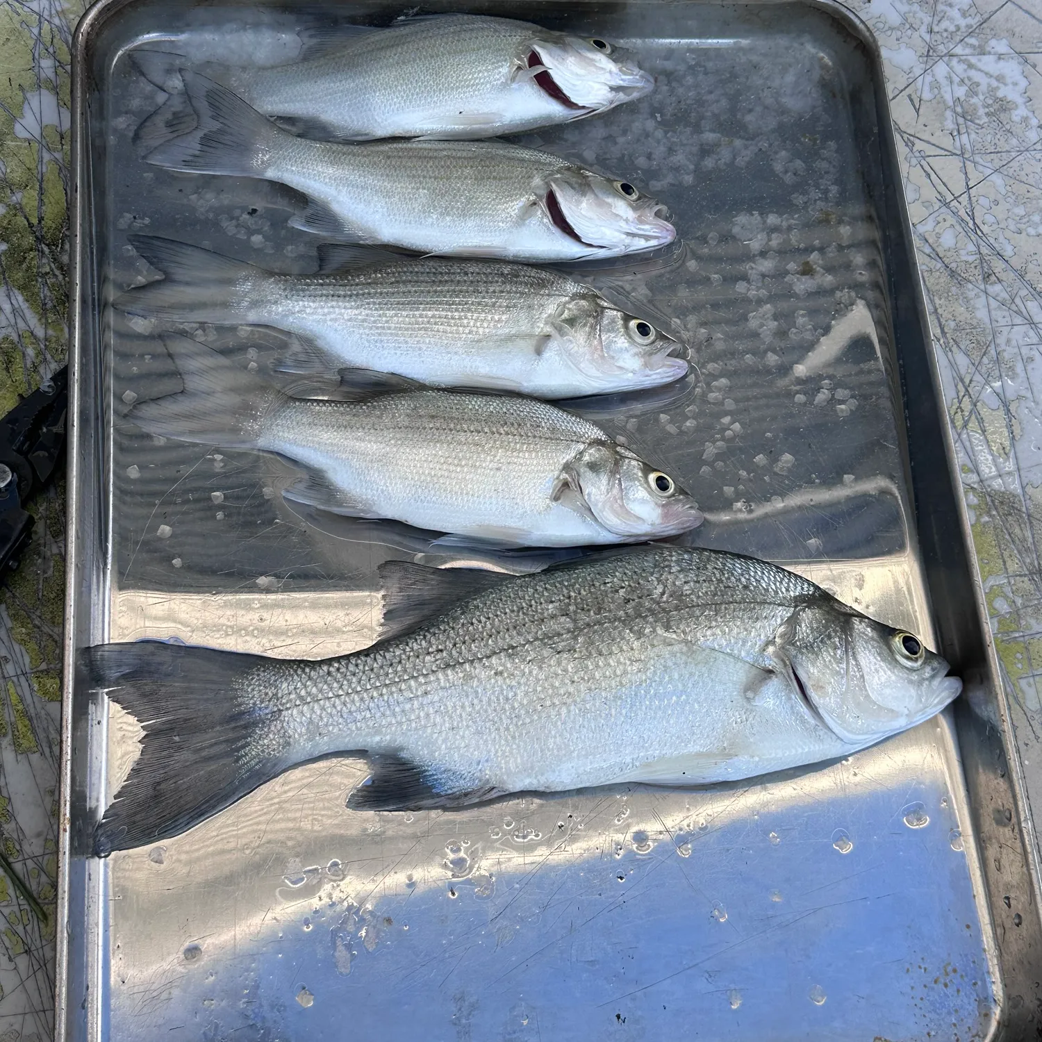 recently logged catches