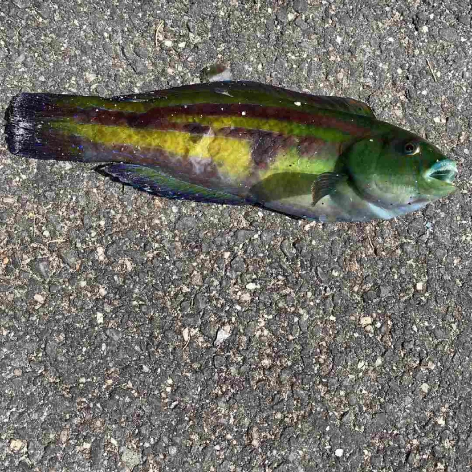 The most popular recent Patrician wrasse catch on Fishbrain