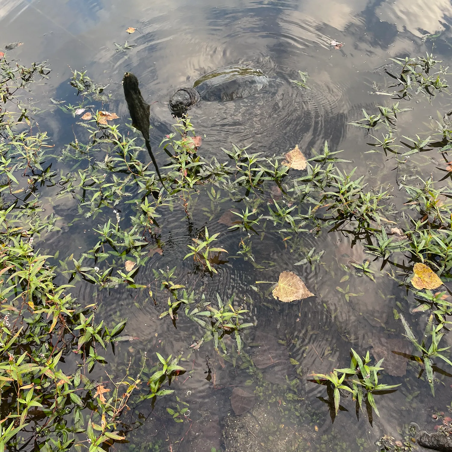 The most popular recent Indonesian snakehead catch on Fishbrain