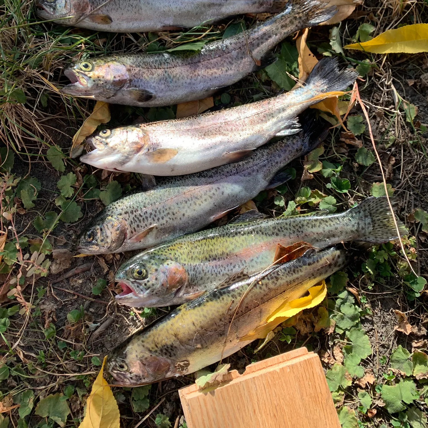 recently logged catches