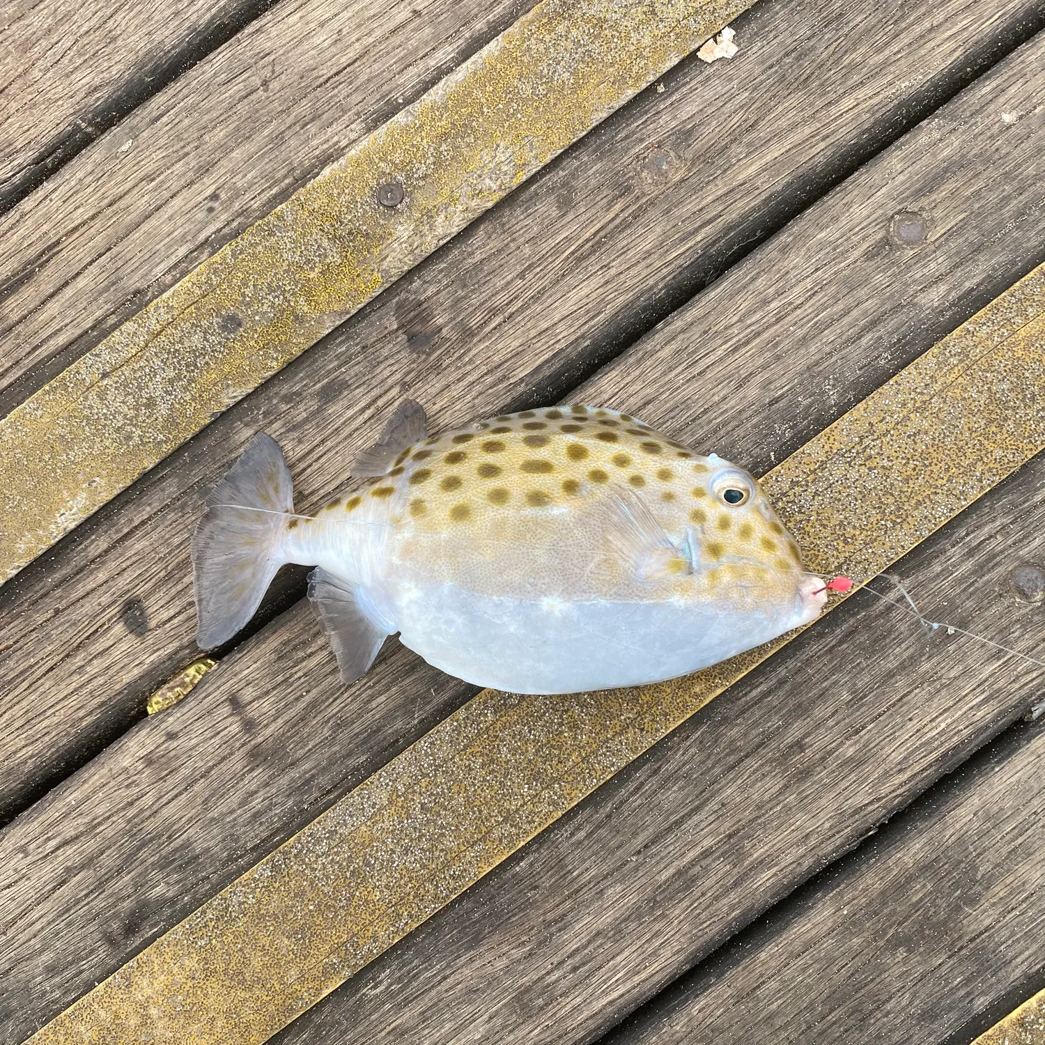 The most popular recent Western smooth boxfish catch on Fishbrain