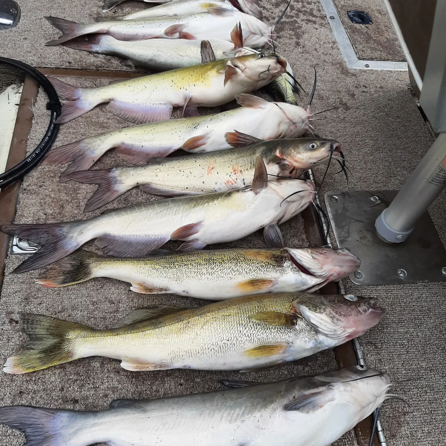 recently logged catches