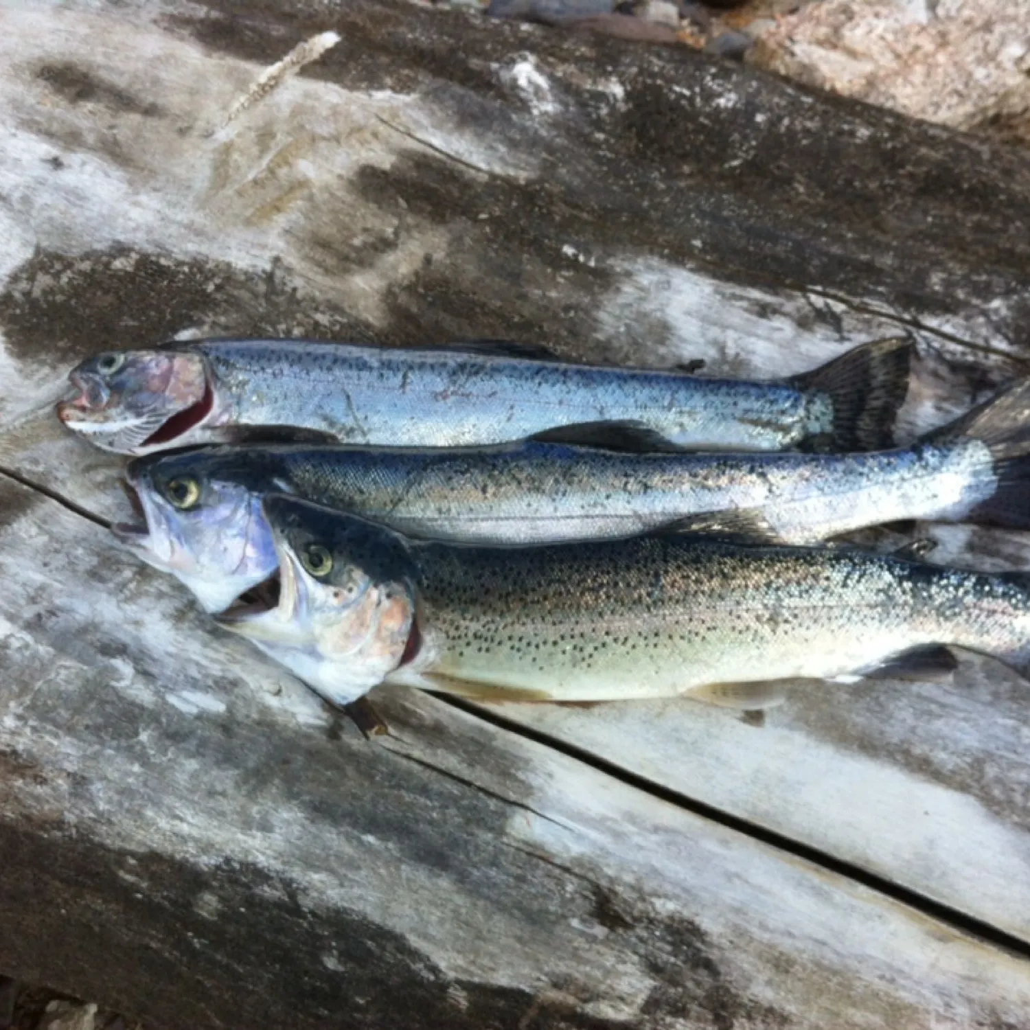 recently logged catches