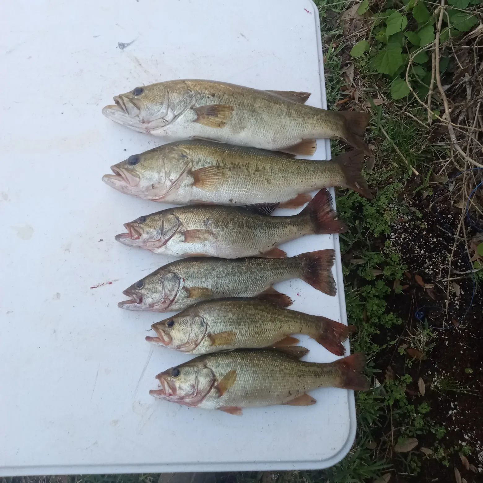 recently logged catches