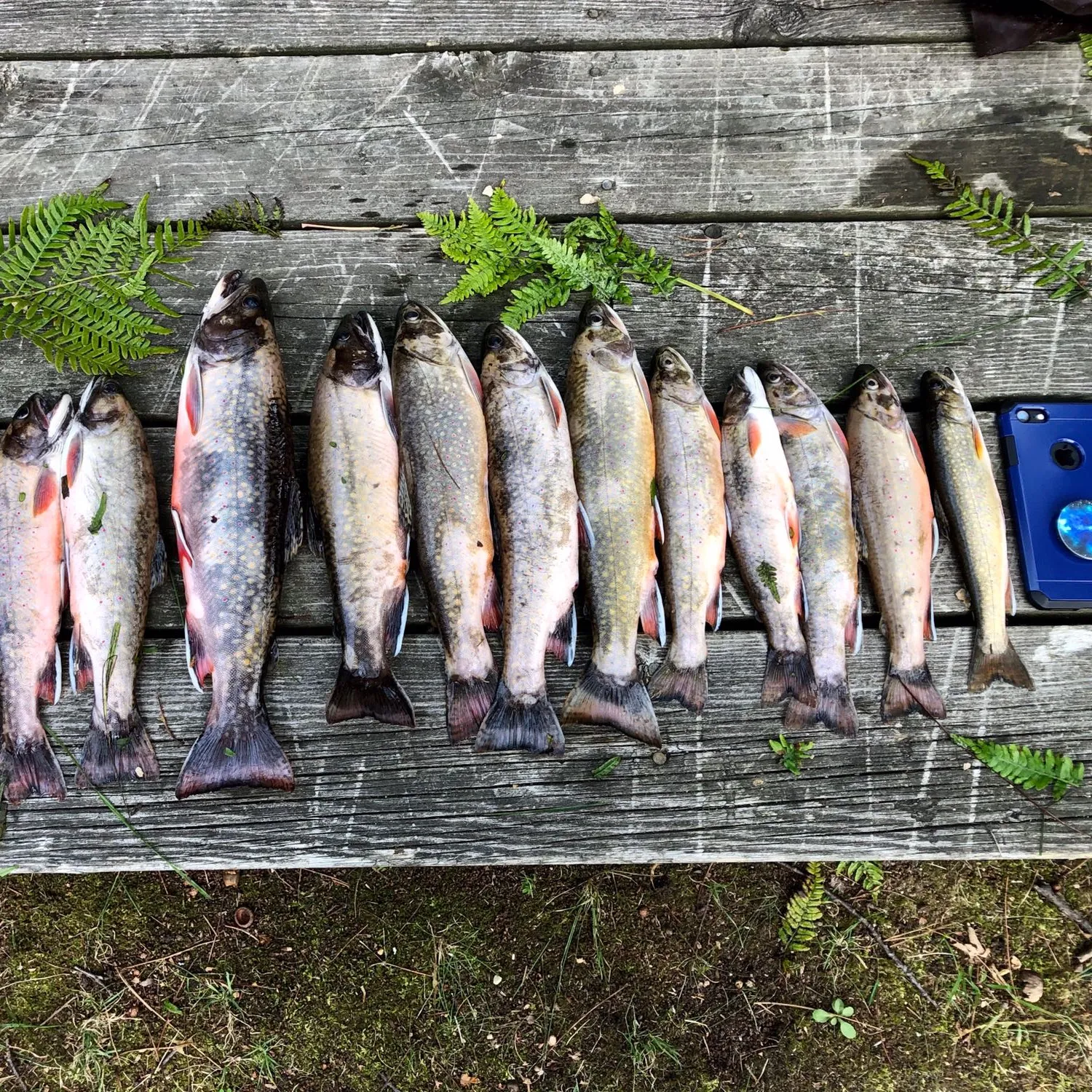 recently logged catches