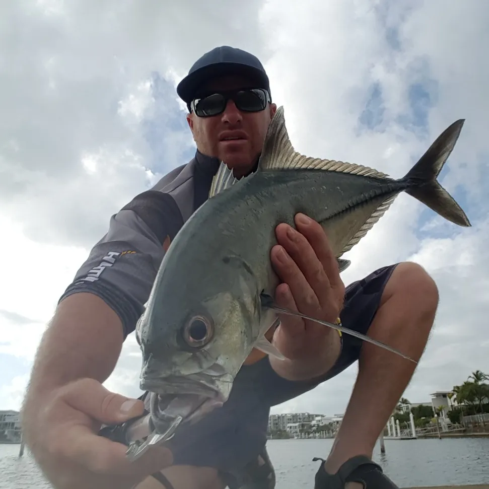 The most popular recent Bigeye trevally catch on Fishbrain