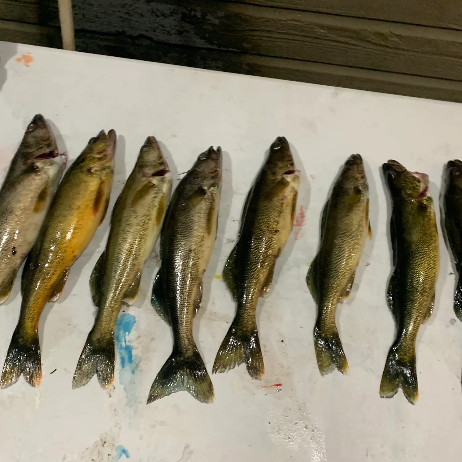 recently logged catches