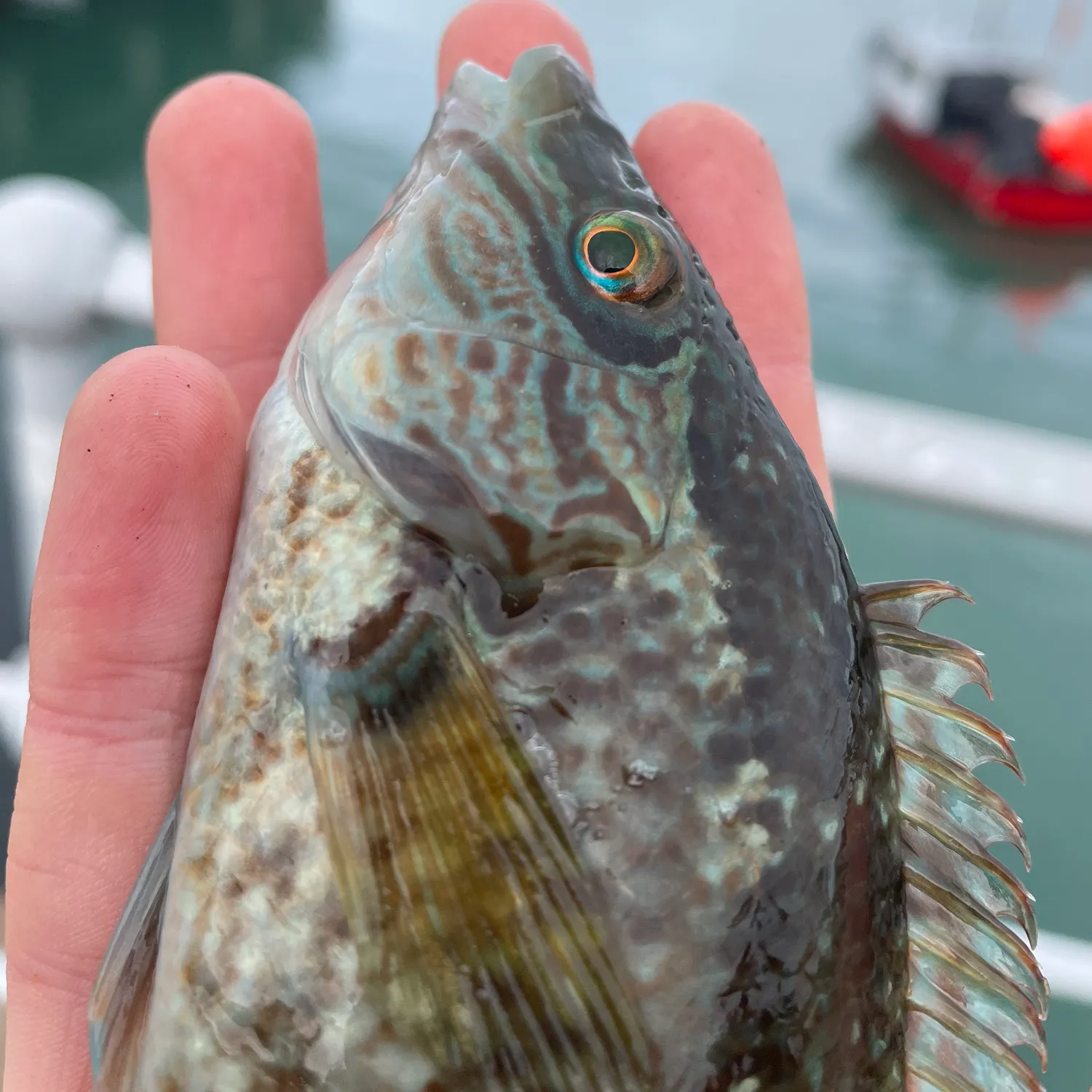 The most popular recent Corkwing wrasse catch on Fishbrain