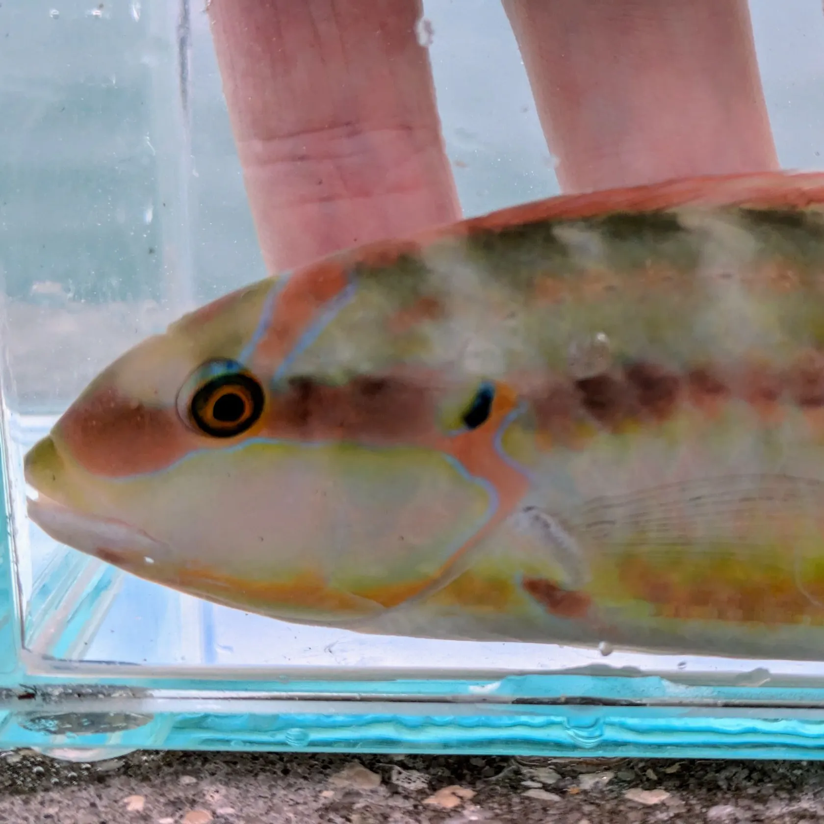 The most popular recent Slippery dick wrasse catch on Fishbrain