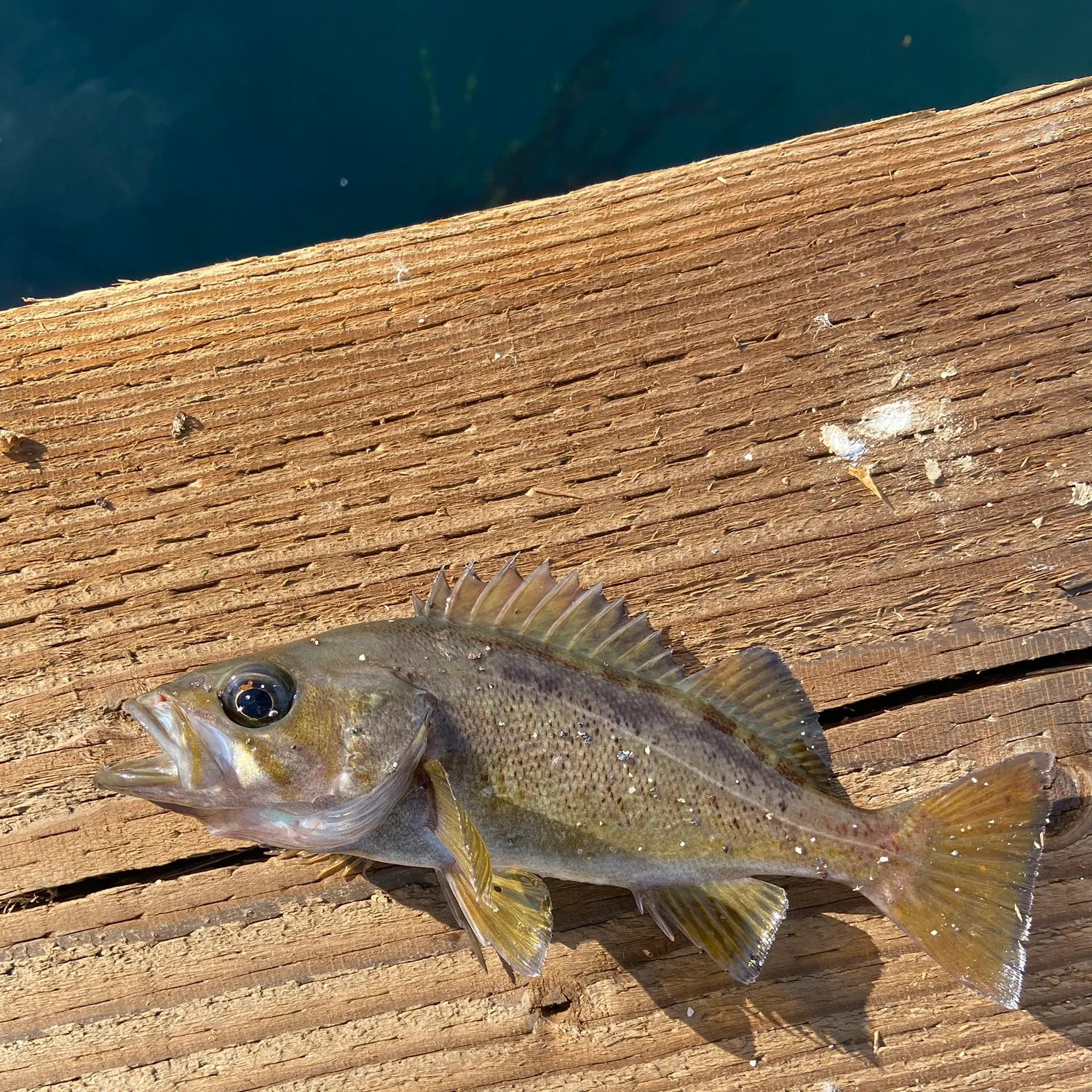 The most popular recent Yellowtail rockfish catch on Fishbrain