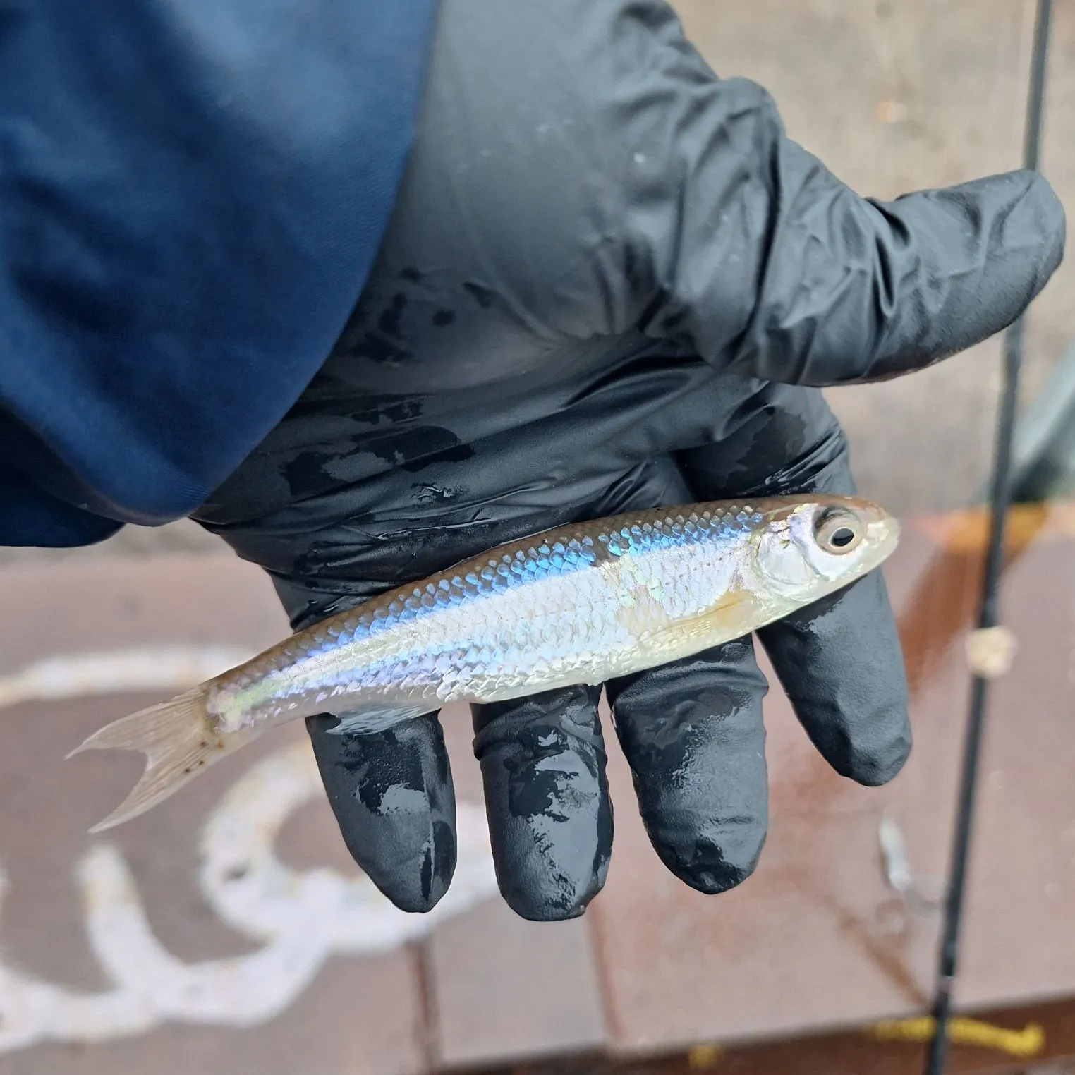 The most popular recent Pacific rainbow smelt catch on Fishbrain