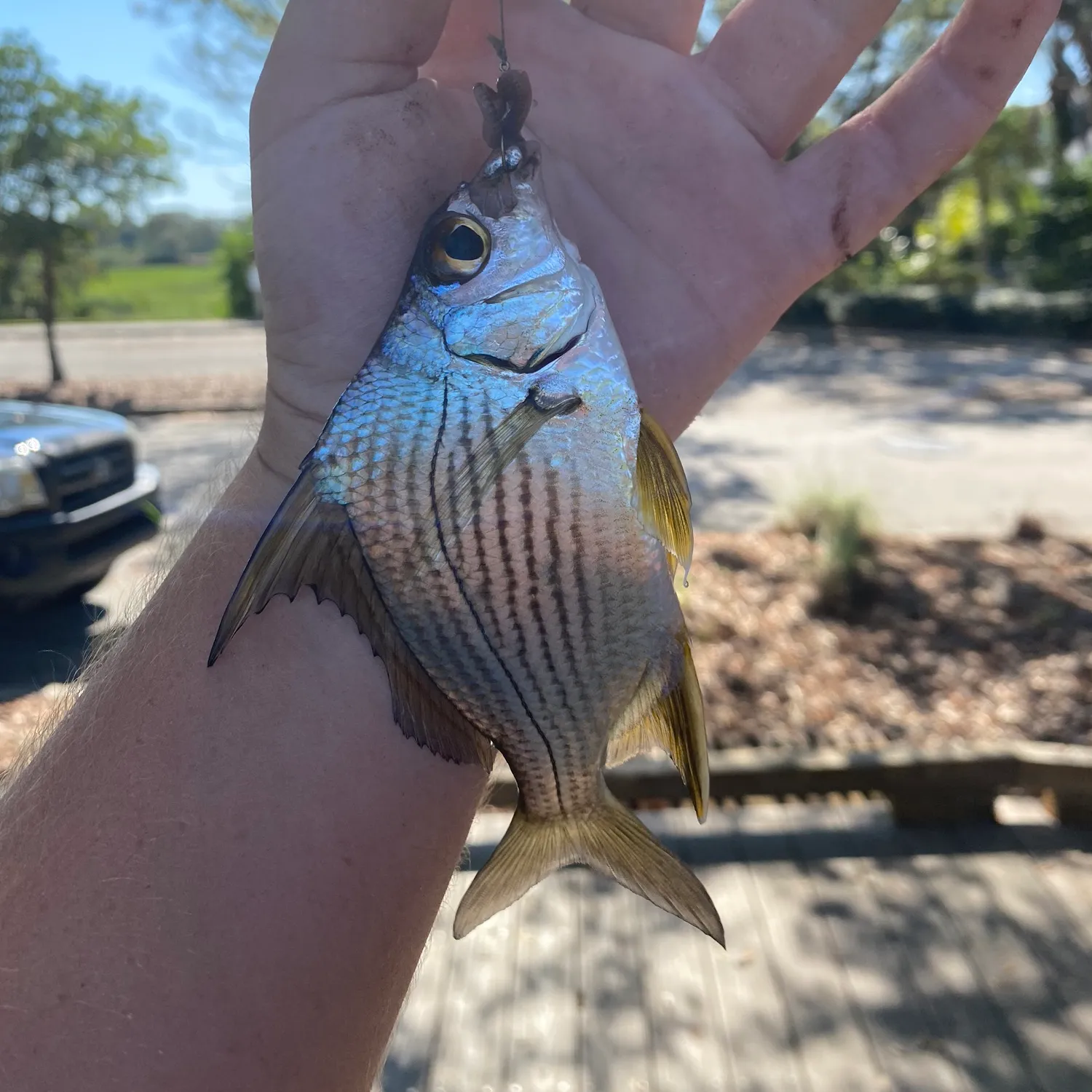 The most popular recent Striped mojarra catch on Fishbrain