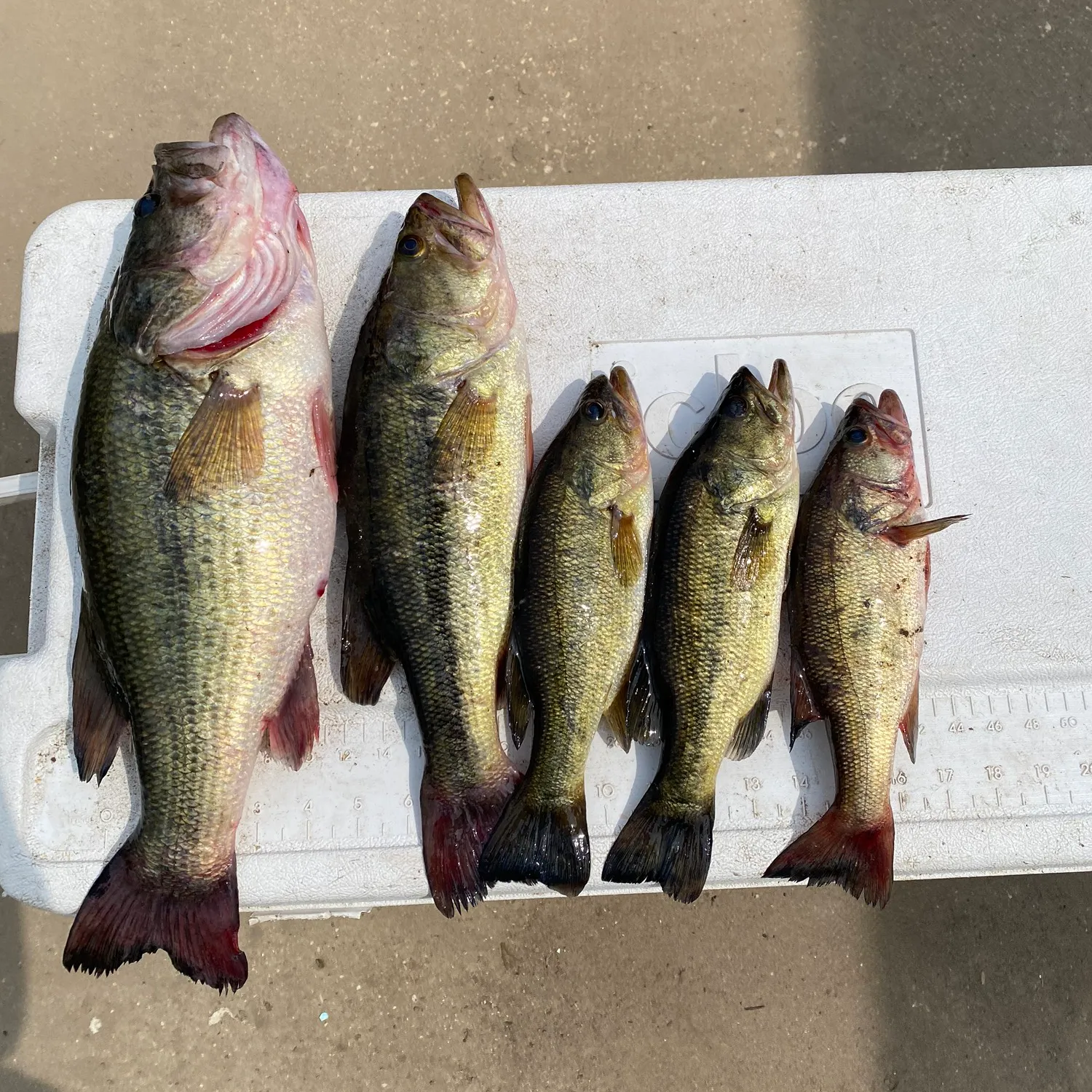 recently logged catches