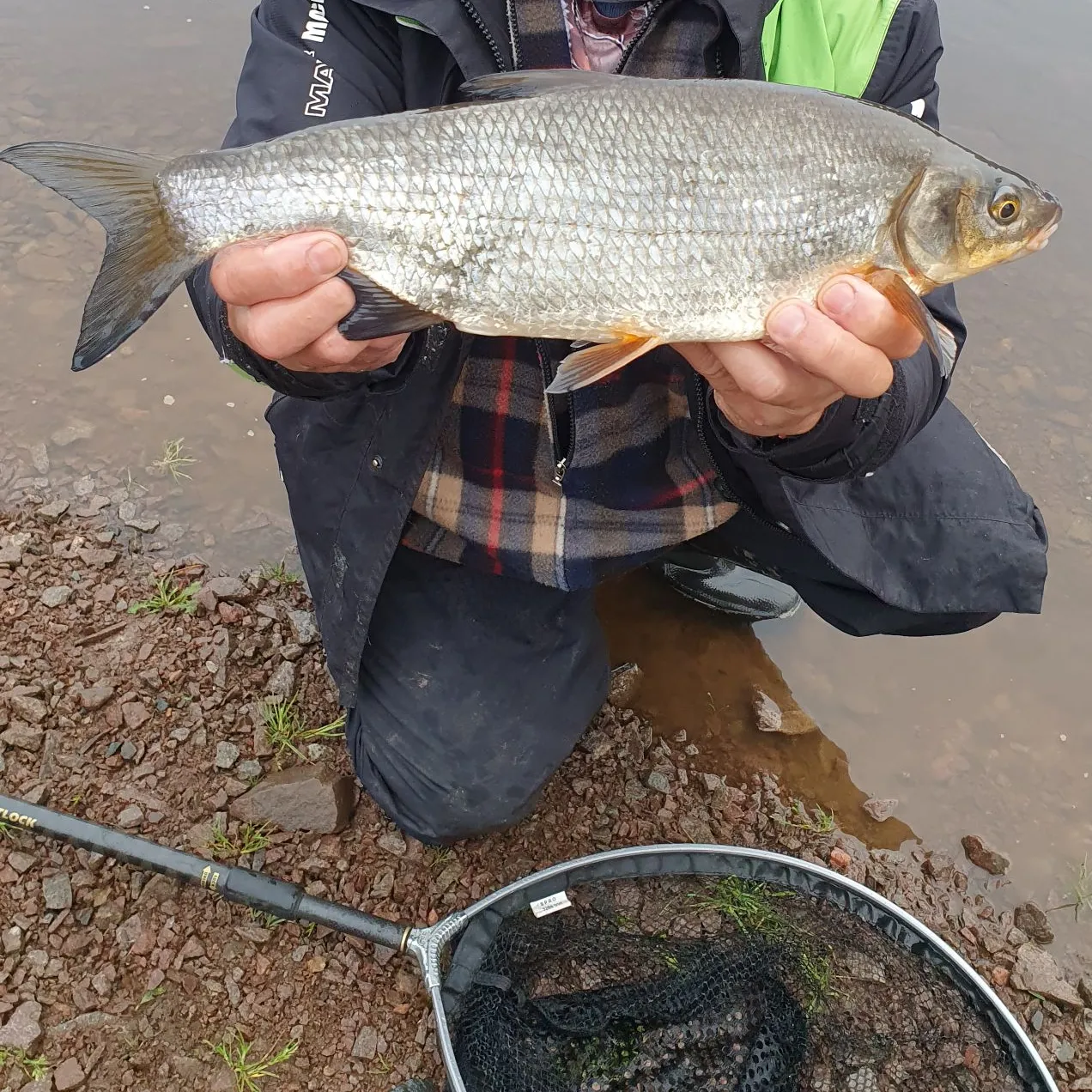 The most popular recent Vimba bream catch on Fishbrain