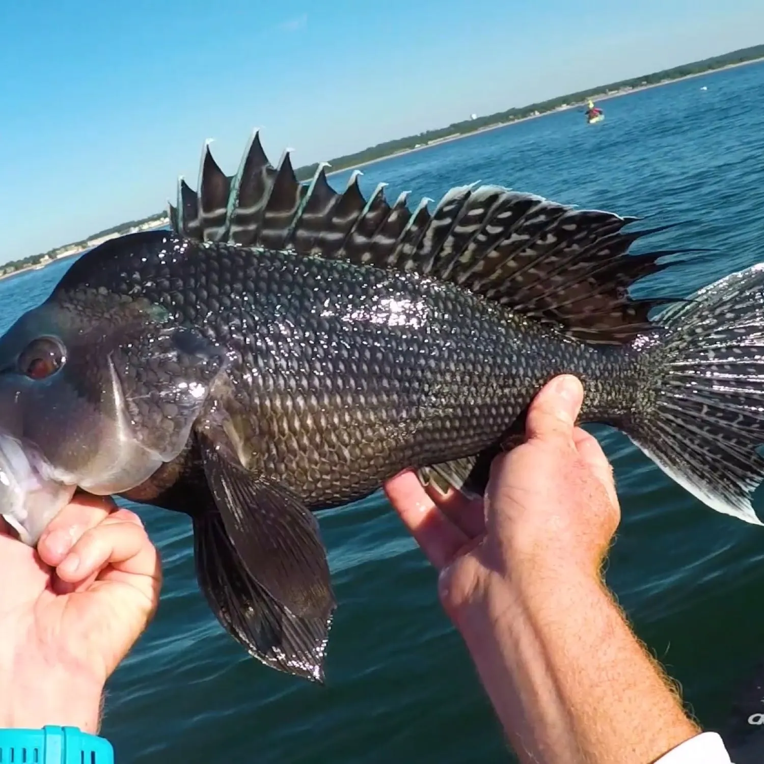 The most popular recent Black sea bass catch on Fishbrain