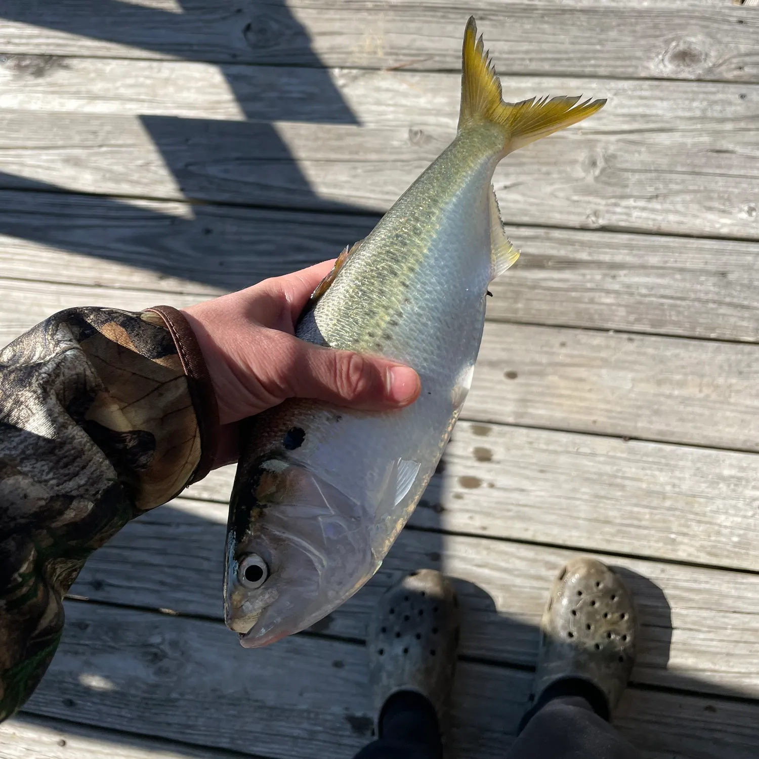 The most popular recent Yellowfin menhaden catch on Fishbrain