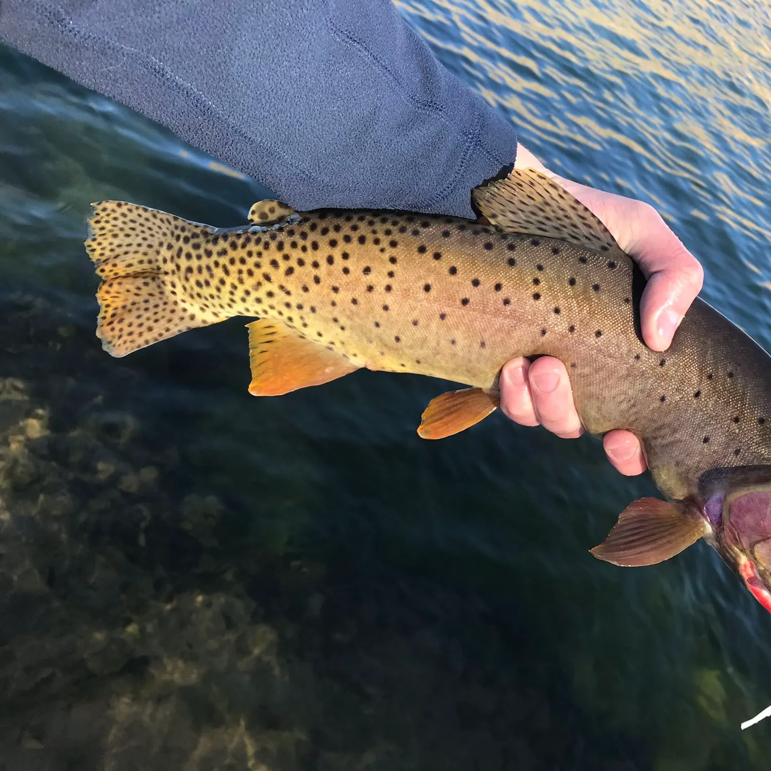 The most popular recent Yellowstone cutthroat trout catch on Fishbrain