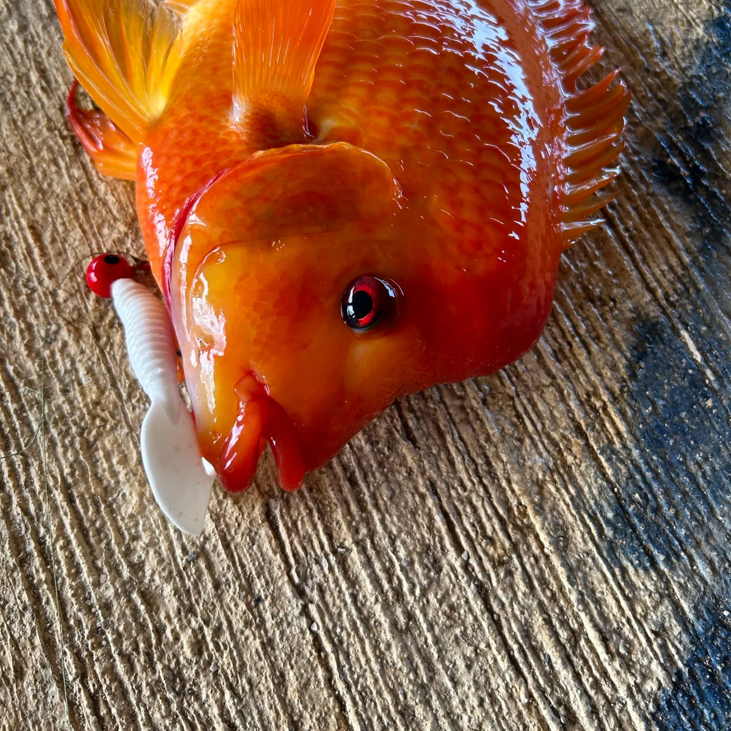 The most popular recent Red devil cichlid catch on Fishbrain