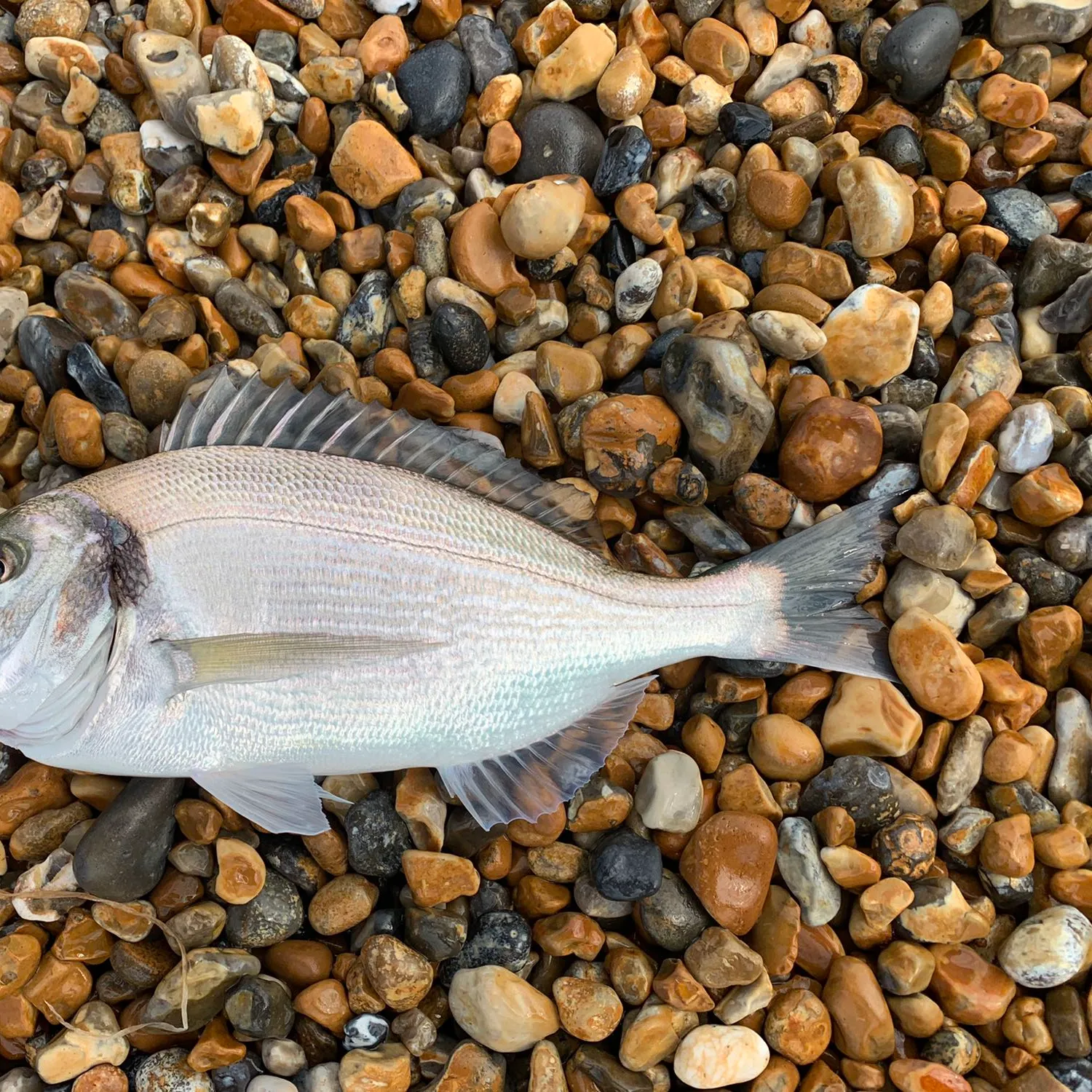 The most popular recent Gilthead seabream catch on Fishbrain