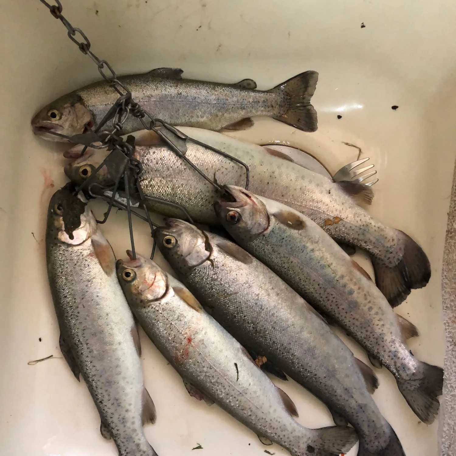 recently logged catches